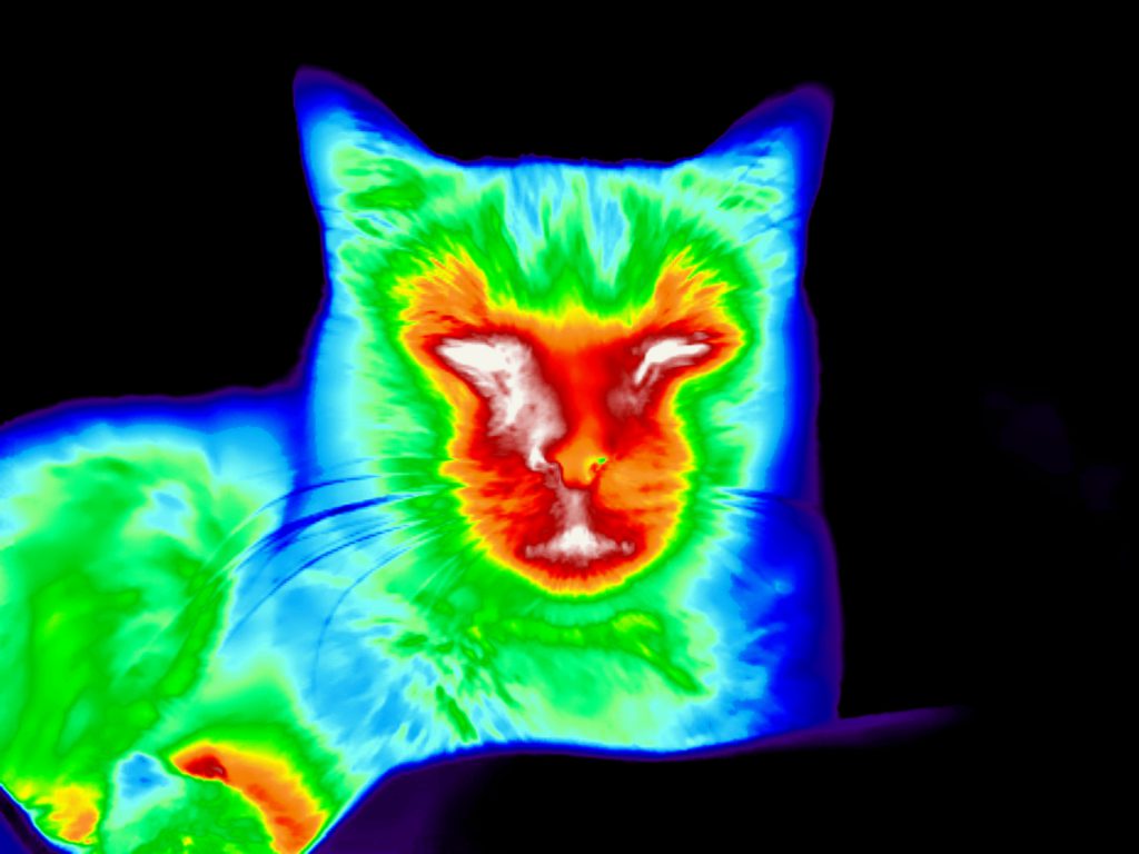 Warmtebeelden tonen ontstekingen bij huisdieren.
