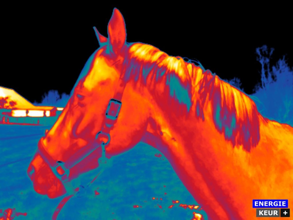 Thermografie is de manier om onzichtbare kwetsuren bij paarden in beeld te brengen