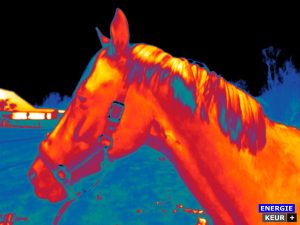 Thermografie bij een paard is de manier om onzichtbare kwetsuren bij paarden in beeld te brengen